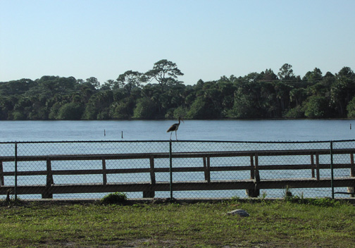 (Image: View of some wildlife)