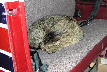 (Image: Jake the cat sleeping in airplane)
