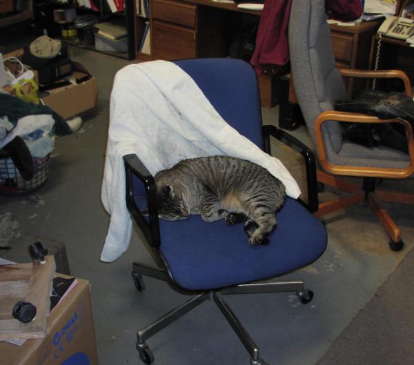 (Image: Jake the cat, asleep on the job!)