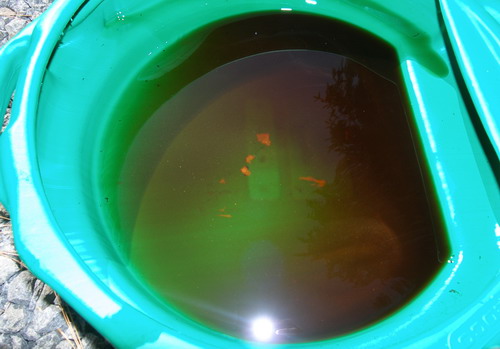 (Image: Metal Contaminated Differential Fluid)